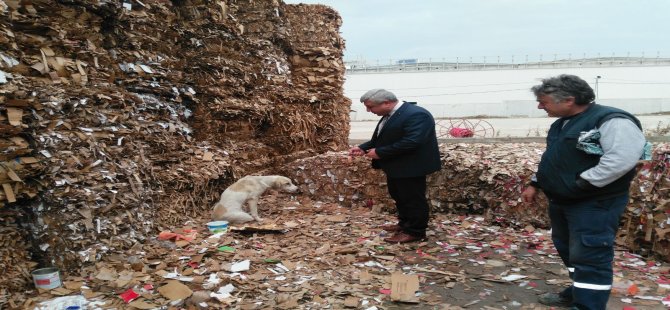 Yaralı Köpeğe Büyükşehir Şefkati