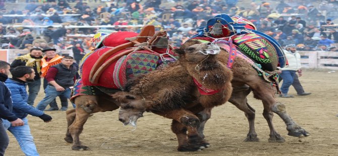 Deve Güreşlerinin Kırkpınar’ı 21 Ocak’ta