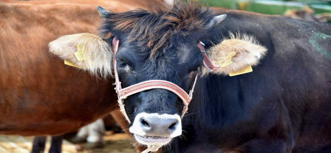 Aliağa’da Kurban Kesim Yerleri ve Fiyatları Belirlendi