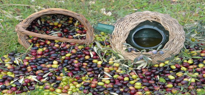 Kuşadası Zeytin Festivali Başlıyor