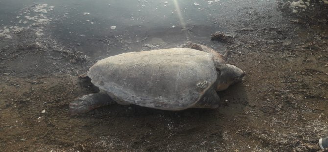 Aliağa’da Ölü Caretta Caretta Bulundu