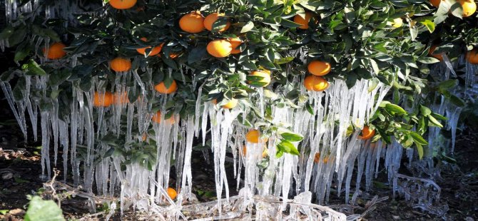 Meteoroloji’den Zirai Don Uyarısı