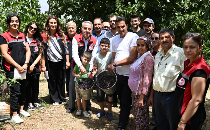 Tire’de Karadut Hasadı