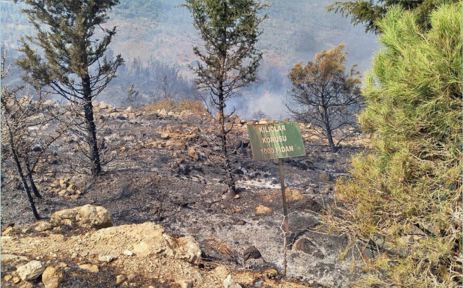 Foça’da Yangına Müdahale Devam Ediyor