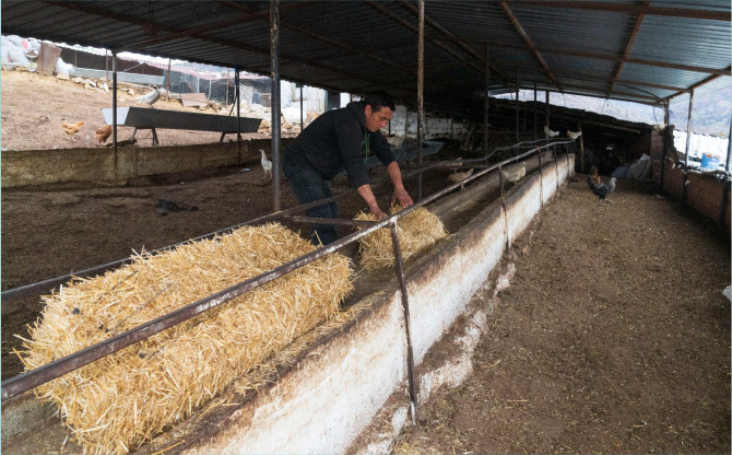 Yangın mağduru çiftçilere 225 ton yem desteği