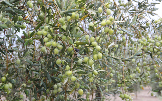 Zeytinin bereketi “OLIVEtoLIVE” ile kadraja girecek