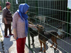 Gemlik’te Hayvan Hakları Günü Kutlandı