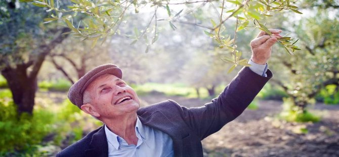 Bin Yıllık Ağaçlar Altında Zeytin Kutlaması