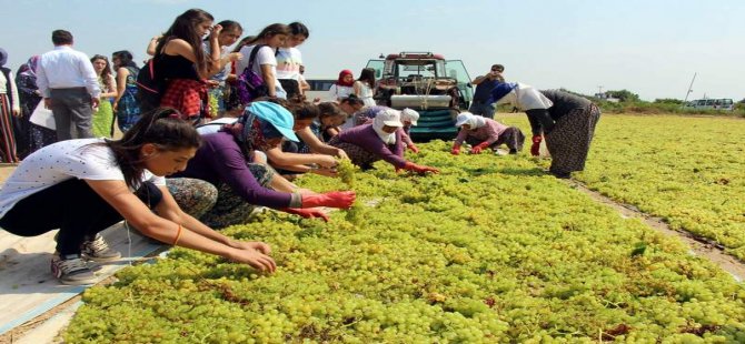 Gençler Manisa'da Bağbozumu Yaptılar