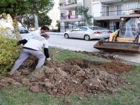 Karşıyaka’nın Parkları ‘Nar Ağacı’ İle Süslendi