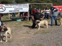 Karşıyaka’da ‘Köpek Irkları’ Yarışacak