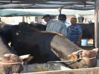 Aliağa’da Kurban Kesim Yerleri ve Fiyatları Belirlendi