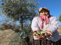 Yabani Zeytin Ağaçları Ekonomiye Kazandırılıyor