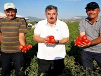 Kınık Kuru Domatesi Coğrafi İşaret Aldı