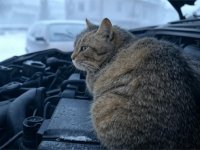 Kontrol etmeden önce aracın motorunu çalıştırmayın!