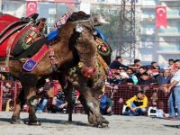 Çiğli Deve Güreşleri İle Şenleniyor